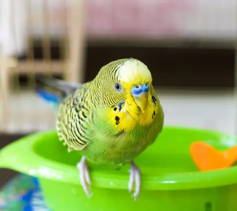 A bright green and yellow bird perched up on the edge of its water bowl inside its cage. 